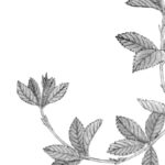 ヤブコウジの植物画、イラスト