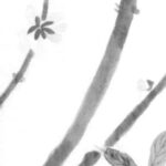 ロウバイの植物画