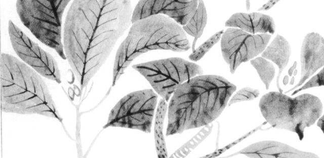 クスノキの植物画