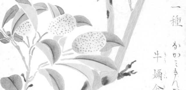 キンカンの植物画