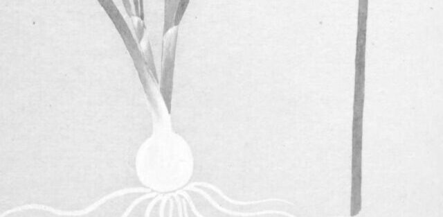 ニンニクの植物画