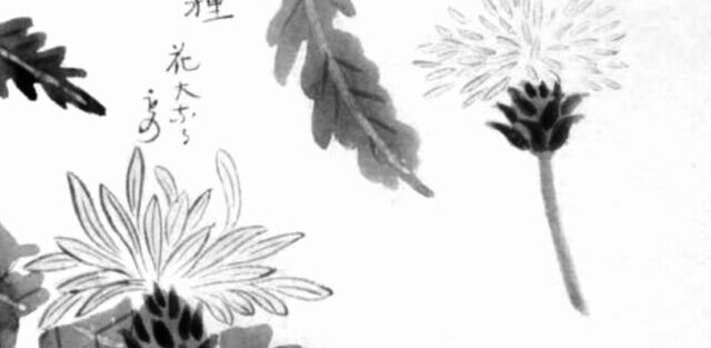 タンポポの植物画