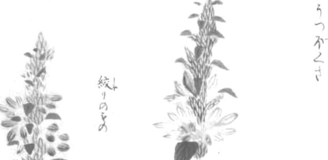 ウツボグサの植物画