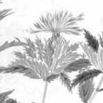 ベニバナの植物画