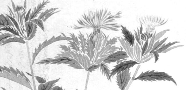 ベニバナの植物画