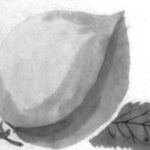 モモの植物画