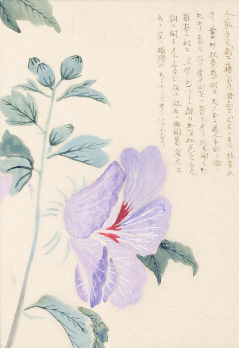 mukugeの植物画