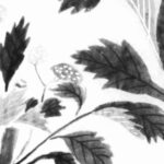 オミナエシの植物画