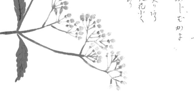 fujibakamaの植物画