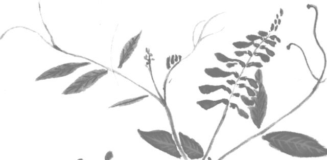 ハギの植物画