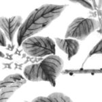 キンモクセイの植物画
