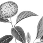 タチバナの植物画