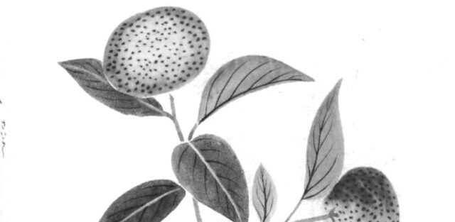 タチバナの植物画