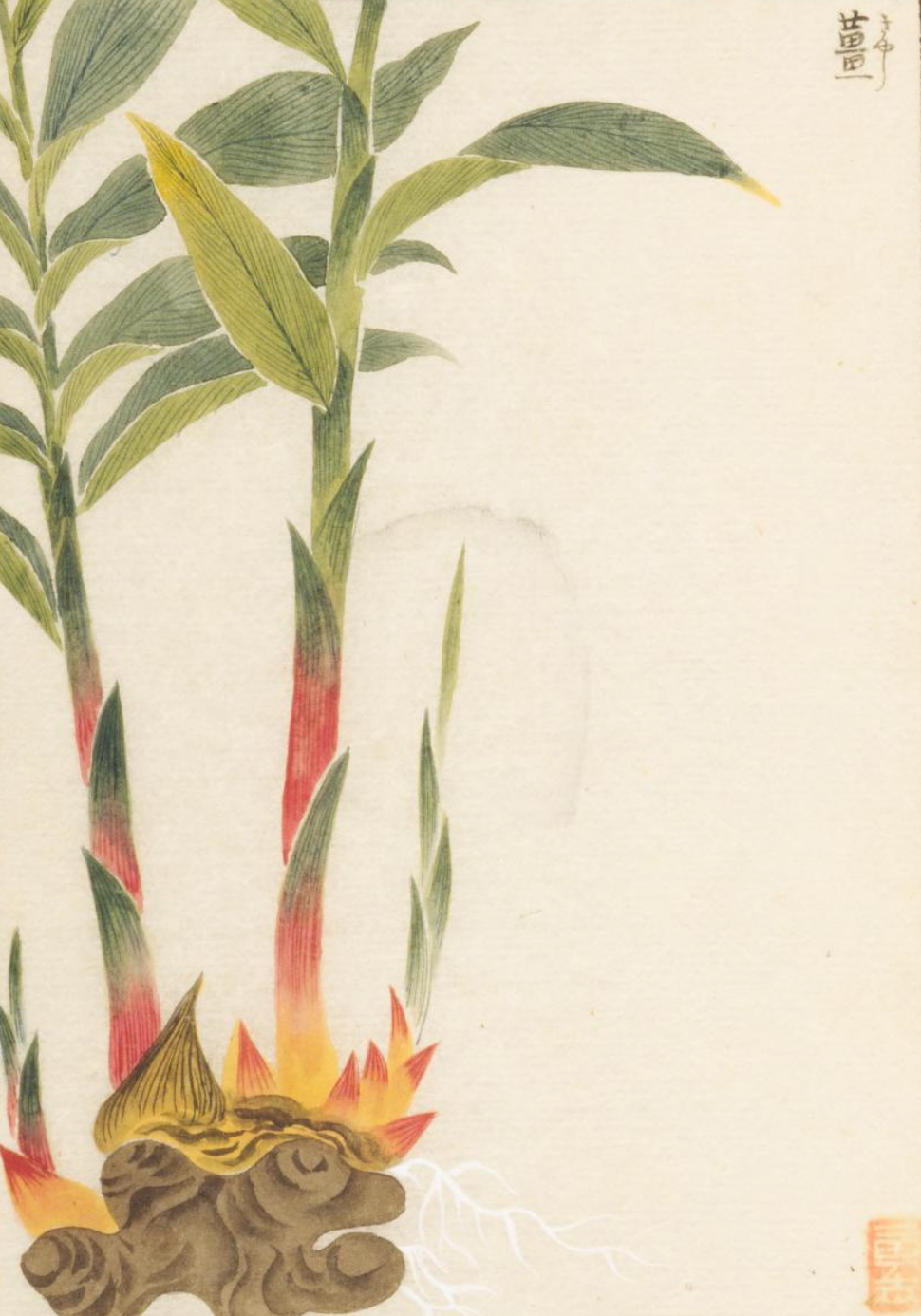 ショウガの植物画