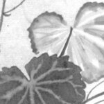 ユキノシタの植物画