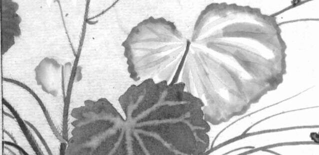 ユキノシタの植物画